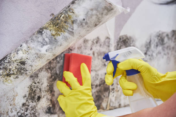 Why You Should Choose Our Mold Remediation Services in Mccook, NE